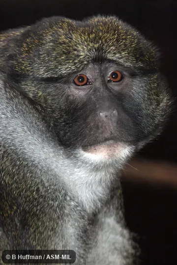 Also as Swamp Guenon|Swamp Monkey.