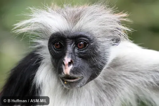 Also as Kirk's Red Colobus.