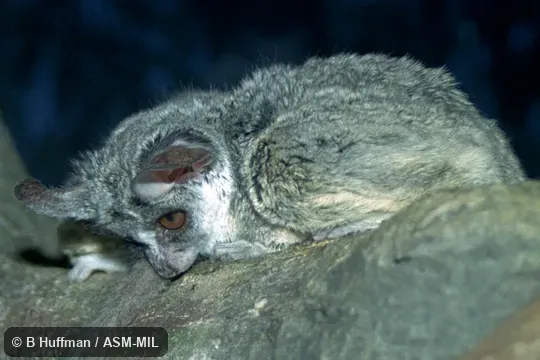 Also as Mohol Galago, Moholi Bushbaby, Moholi Galago, South African Galago, South African Lesser Galago, Moholi Bushbaby.