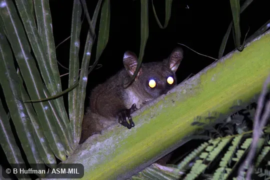 Otolemur garnettii garnettii.  Also as Northern Greater Galago