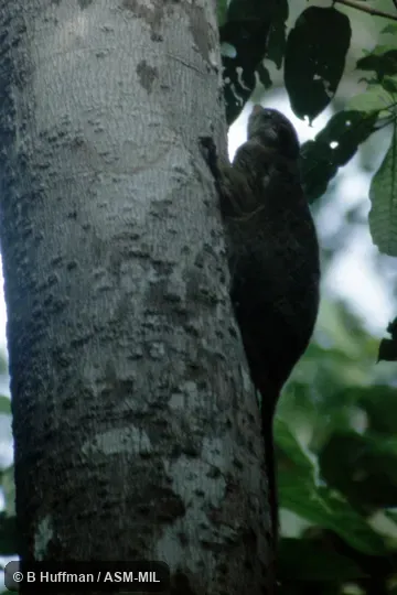 Also as Beecroft's Flying Squirrel|Beecroft's Scaly-tailed Flying Squirrel|Beecroft's Scaly-tailed Squirrel.