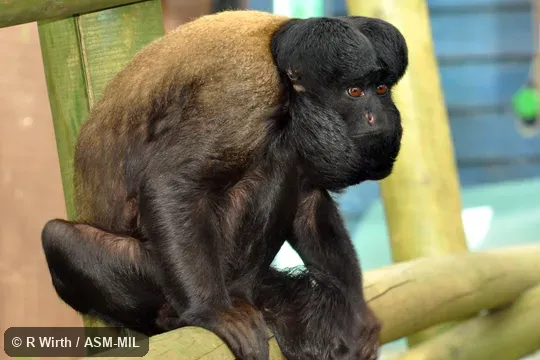 Formerly Chiropotes chiropotes, Red-backed Bearded Saki.  Also as Northern Bearded Saki Monkey|Reddish-brown Bearded Saki.