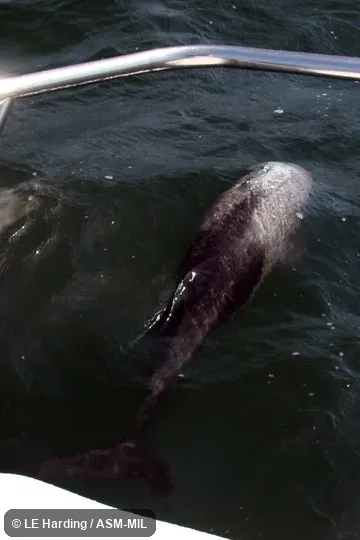 Diving in bow wake.  Formerly in order Cetacea.  Also as Benguela Dolphin|Haviside's Dolphin|South African Dolphin.