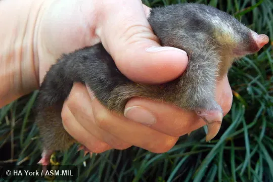 Lateral view of entire animal.  Also as Zulu Golden Mole|Drakensberg Golden Mole|Meester's Golden Mole.