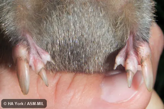 Close up of front feet.  Also as Zulu Golden Mole, Drakensberg Golden Mole, Meester's Golden Mole.