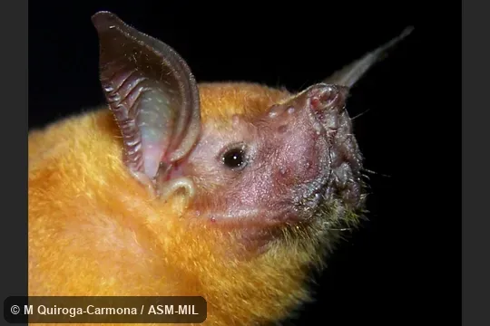 Individual of 1004870