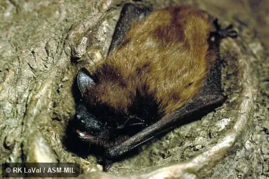 Dorsal view.  Also as Black-shouldered Bat|Twilight Bat.