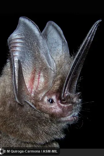 Also as Tomes's Sword-nosed Bat.