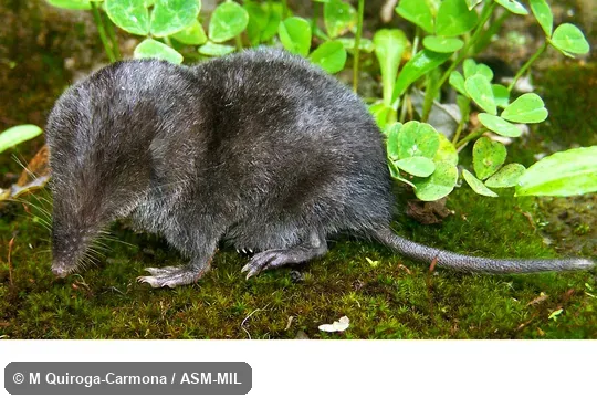 Holotype.  Formerly Soricomorpha.  Also as Serrania del Litoral Small-eared Shrew.