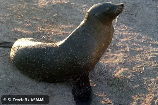 Also as Galapagos Sealion.