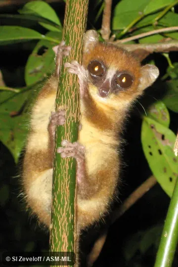 Also as MacArthur's Mouse Lemur.