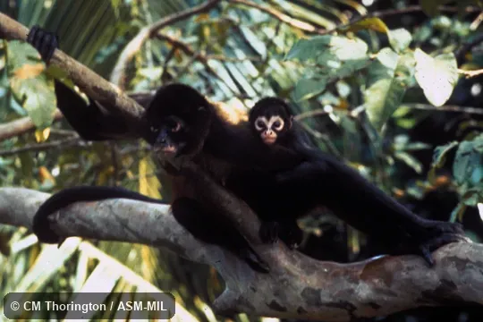17-year-old female with four-month-old infant.  Also as Black-handed Spider Monkey|Geoffroy's Spider Monkey.