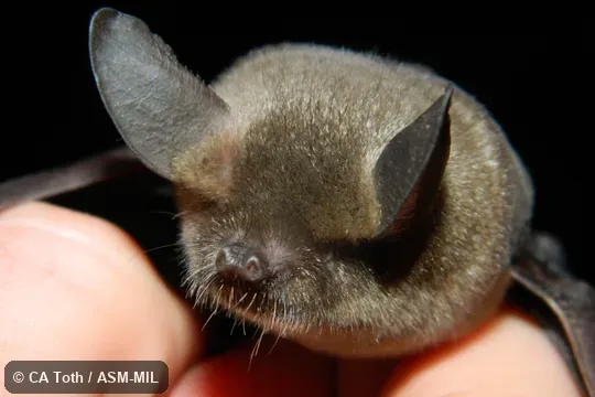 Mystacina tuberculata rhyacobia, Volcanic Plateau Lesser New Zealand Short-tailed Bat.