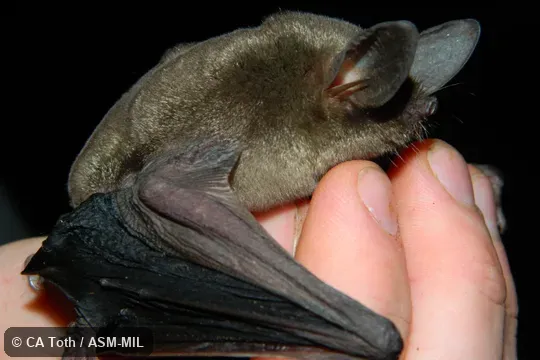 Mystacina tuberculata rhyacobia, Volcanic Plateau Lesser New Zealand Short-tailed Bat.