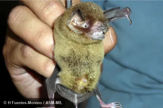 Also as Mesoamerican Mustached Bat|Smith’s Common Mustached Bat.  Formerly Pteronotus parnellii mesoamericanus.