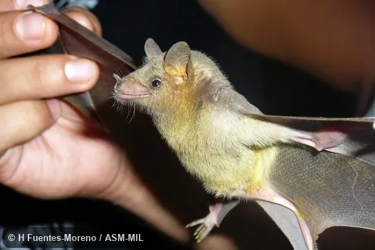 Also as Sanborn's Long-nosed Bat|Tequila Bat. Also as Sanborn's Long-nosed Bat|Tequila Bat.