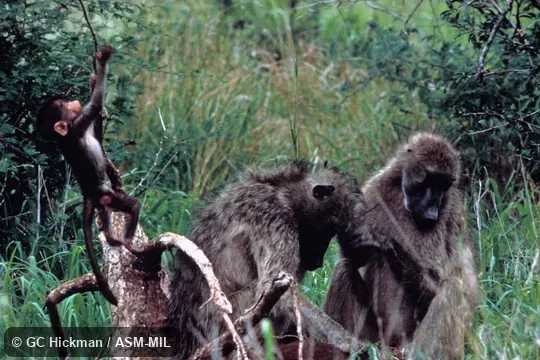 Two adults with young.  Papio ursinus griseipes, Gray-footed Chacma Baboon.  Also as Mountain Baboon.