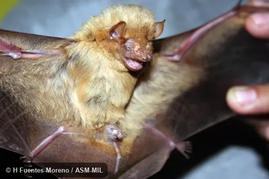 Dasypterus intermedius floridanus, Florida Yellow Bat.  Formerly Dasypterus intermedius.  Also as Big Yellow Bat|Eastern Yellow Bat|Greater Yellow Bat.