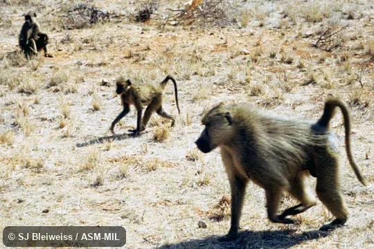 Group of three.  Probably Papio cynocephalus ibeanus.
