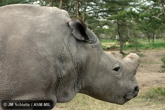 Ceratotherium simum cottoni.  Also as Ceratotherium cottoni, Northern White Rhinoceros.  Also as Square-lipped Rhinoceros.  Formerly in Czechia, Dvur Kralova Zoo. Close-up of head to show longer ear hairs of cottoni.