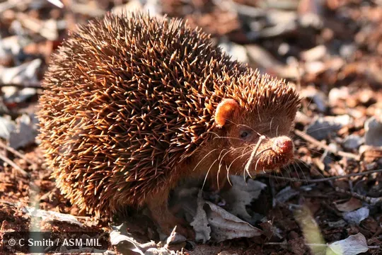 Also as Lesser Madagascar Tenrec.