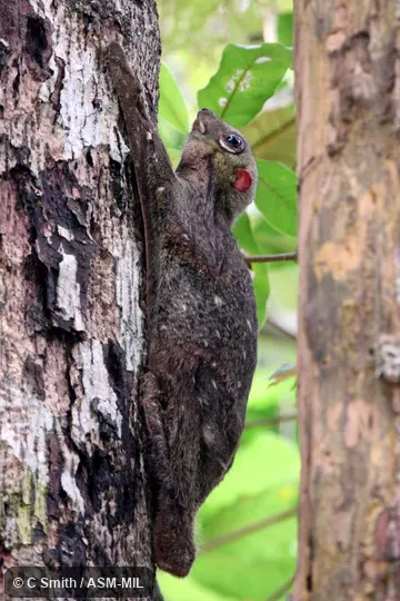 Also as Sunda Flying Lemur.