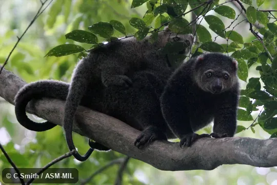 Also as Large Celebes Cuscus, Sulawesi Bear Cuscus.