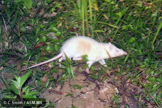 Echinosorex gymnura albus.  Formerly Erinaceomorpha.  Formerly as Echinosorex gymnurus.  Also as Malayan Moonrat|Raffles' Gymnure.