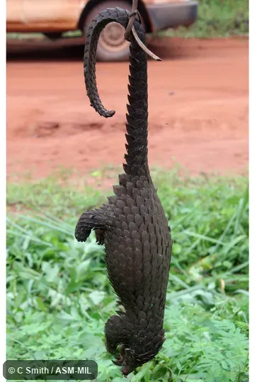 .  Formerly as Manis tetradactyla.  Also as Long-tailed Pangolin.