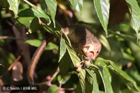 Also as Pygmy Treeshrew