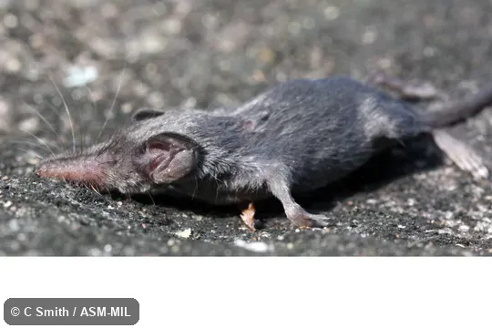 Formerly Soricomorpha.  Formerly Suncus montanus niger, Asian Highland Shrew.  Also as South Indian Highland Shrew.