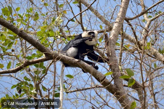 Also as Geoffroy's Black-and-white Colobus|Ursine Colobus|White-thighed Black-and-white Colobus.
