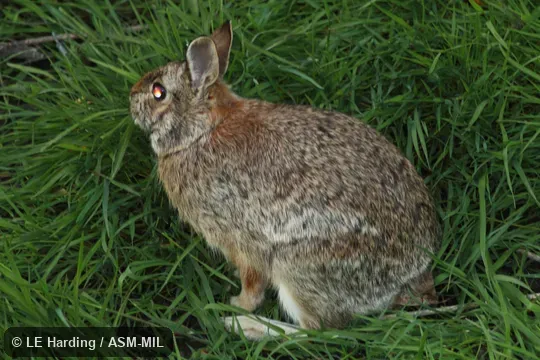Feral Domestic Rabbit.