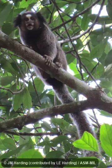 wild marmoset  Also as Black-penciled Marmoset, Black-tufted Marmoset.  Formerly Cebidae (Callitrichinae).