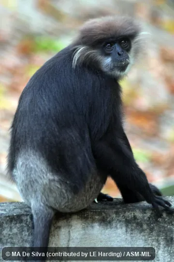 Semnopithecus vetulus vetulus, Southern Lowland Wet Zone Purple-faced Langur.  Also as Purple-faced Leaf Monkey|Purple-faced Monkey|Bear Monkey.  Formerly as Trachypithecus vetulus.  Identified by KP Karanth.