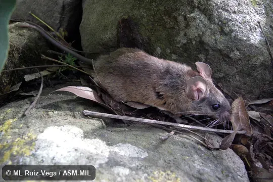 Standing on rocks near a river.  Also as Michoacan Deermouse.