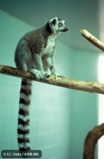 Lemur sitting with tail well shown