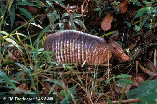 Side view.  Formerly Dasypus novemcinctus fenestratus.  Also as Common Long-nosed Armadillo|Nine-banded Armadillo.