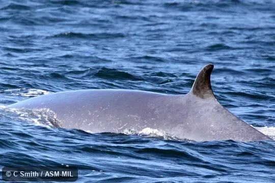 Formerly in order Cetacea.  Formerly Balaenoptera edeni.  Also as Ordinary Bryde's Whale|Large Bryde's Whale.