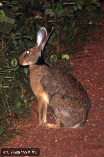 Lepus nigricollis singhala.  Also as Black-naped Hare.
