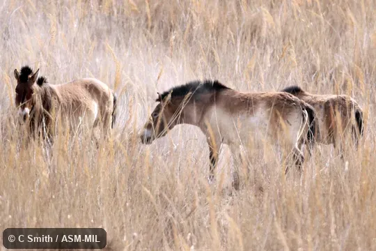 Equus ferus przewalskii.  Also as Equus caballus przewalskii or Equus przewalskii.  Also as Takhi, Eurasian Wild Horse, Przewalski's Horse.