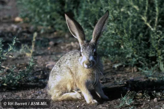 Lepus californicus californicus.  Front view of young animal.  Also as California Jackrabbit.