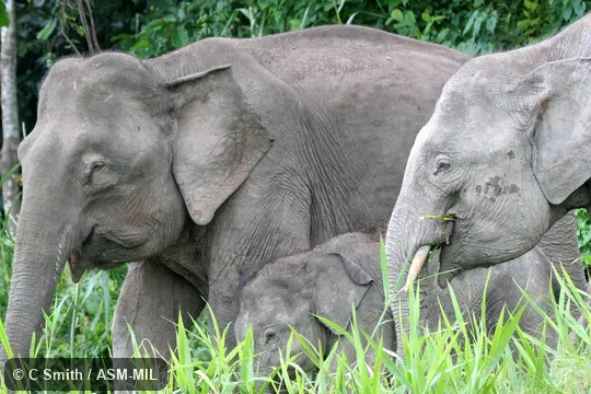 Elephas maximus sumatranus.  Bornean "pygmy" elephant.  May have been introduced.