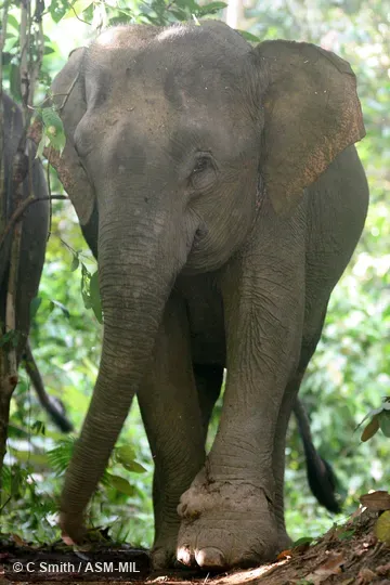 Elephas maximus sumatranus.  Bornean "pygmy" elephant.  May have been introduced.  Healed snare wound on foot.