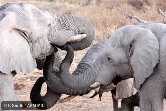 "Whitish" desert form.  Also as African Bush Elephant.