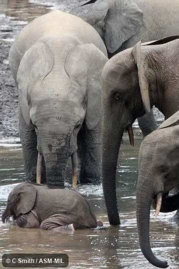 Formerly Loxodonta africana cyclotis.