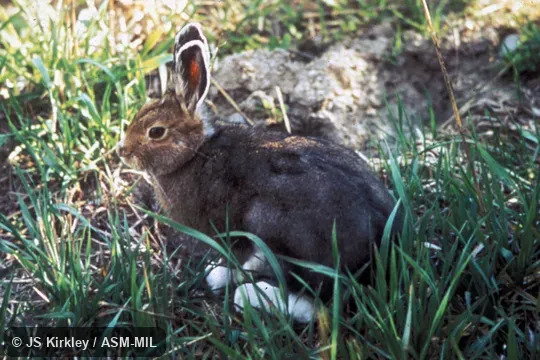 Lepus americanus bairdii.  Side view, in brown summer coat.  Also as Snowshoe Rabbit|Varying Hare.