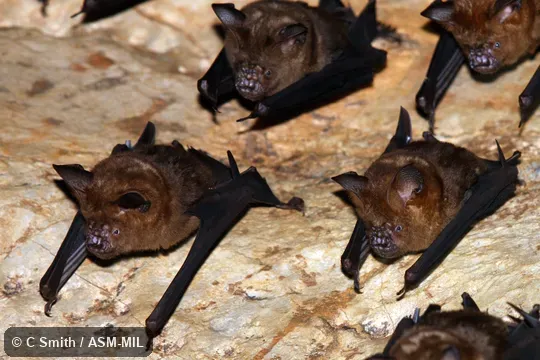 Hipposideros armiger armiger.  Also as Great Leaf-nosed Bat · Great Roundleaf Bat · Great Himalayan Leaf-nosed Bat.