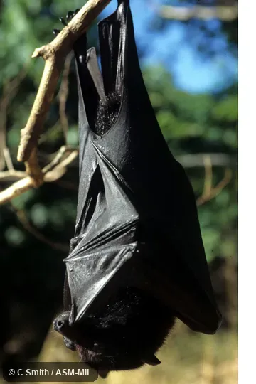 Also as Central Flying Fox.