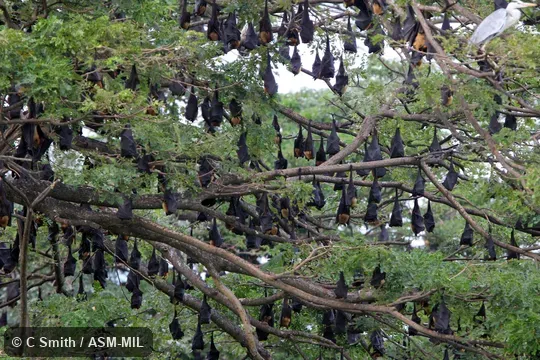 Formerly Pteropus giganteus.